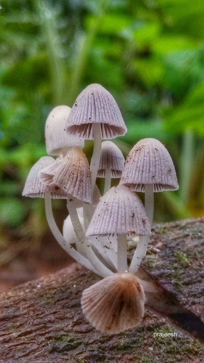 ManjeriPrajeesh's tweet image. 