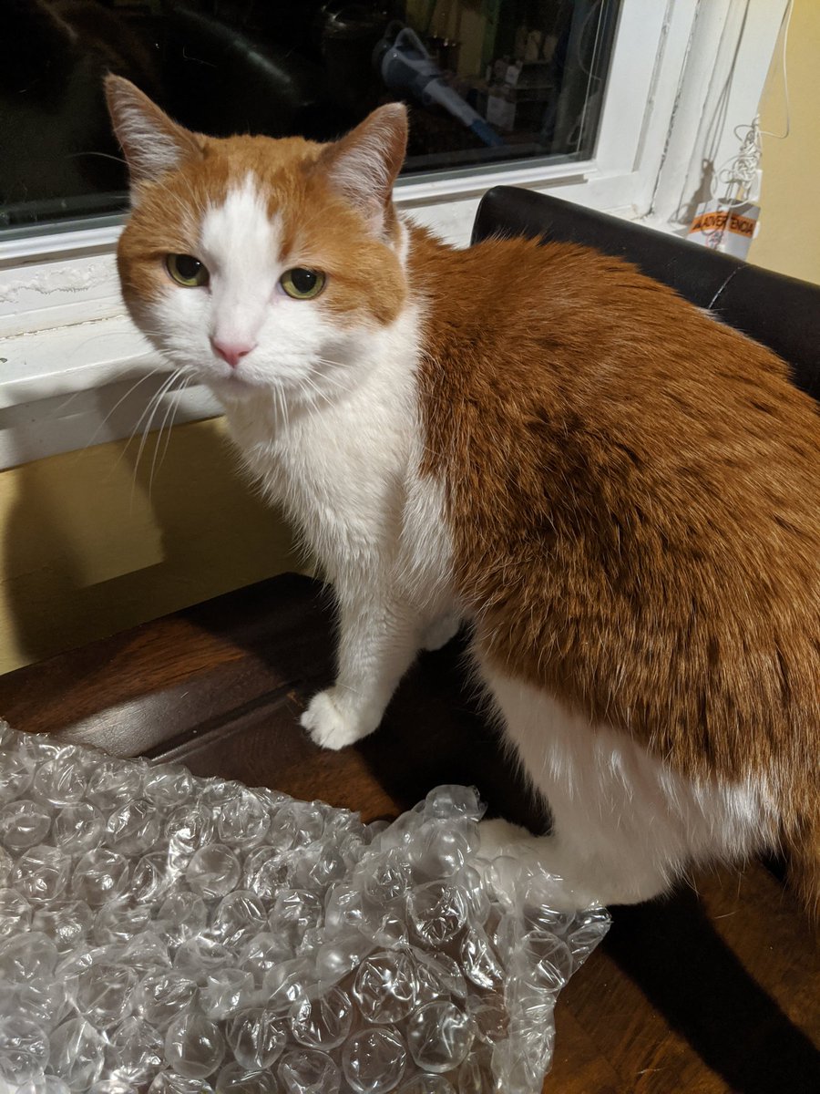 So I left some bubble wrap out and Libby is fascinated by it