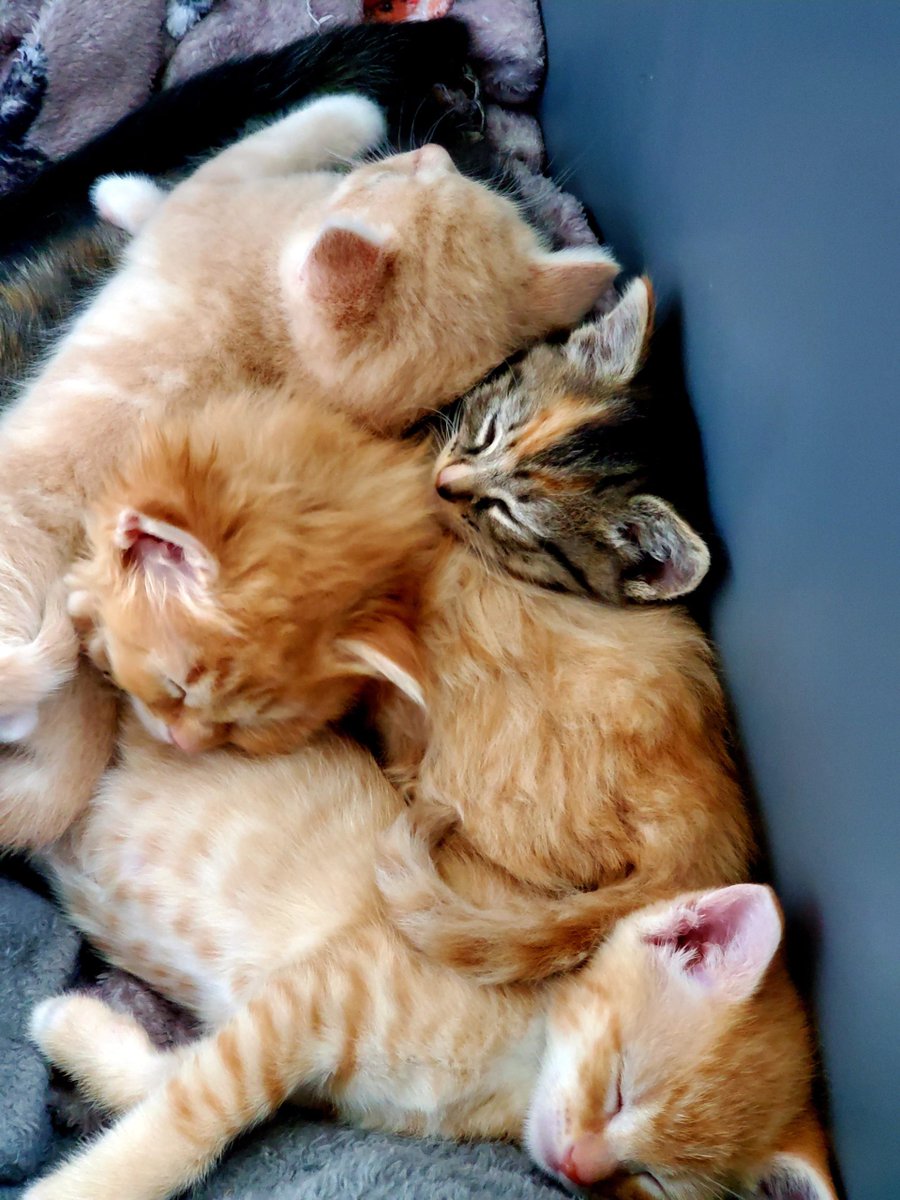 MeowMoeDotCom's tweet photo. Its ok to be different >^_^<
 
#Cats #Cat #Kittens #Kitten #Kitty #Pets #Pet #Meow #Moe #CuteCats #CuteCat #CuteKittens #CuteKitten #MeowMoe #Gtlt
 
https://t.co/0sE06Aef7y https://t.co/K8qOle3nqY