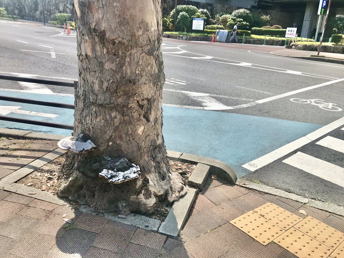 ニコイナ食堂 Twitter Search Twitter ニコイナ食堂 Twitter Search Twitter