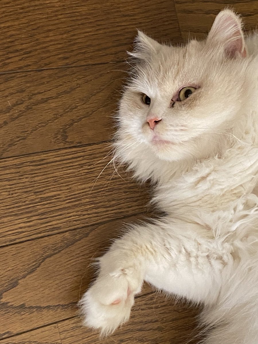Zunzun 今日から9月 ずんに似てる猫のイラスト の玄関マットを新調 ねこねこ食パンやエコバッグと同じ松尾みゆきさん 当のずんは近寄ってくれない 同封されてたスコ座りの絵もかわいい スコティッシュフォールド 猫のいる生活 Zunzun 今日から9月 ずんに似てる猫のイラスト の玄関マットを新調 ねこねこ食パンやエコバッグと同じ松尾みゆきさん 当のずんは近寄ってくれない 同封されてたスコ座りの絵もかわいい スコティッシュフォールド 猫のいる生活