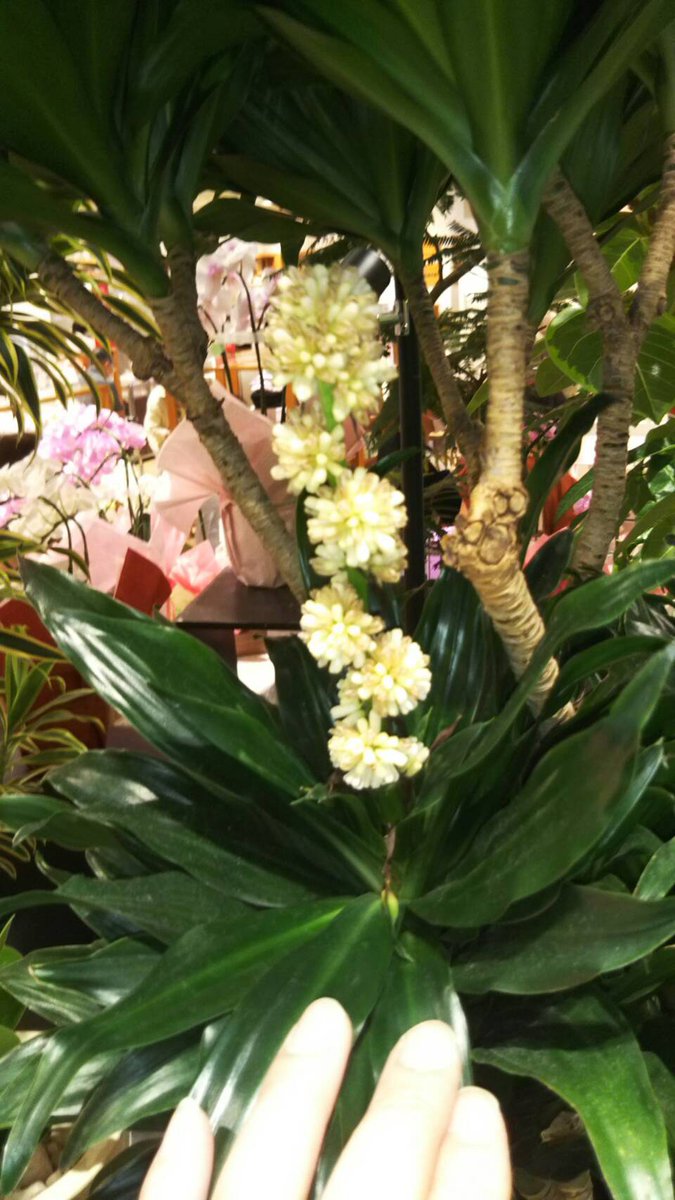 フラワーショップconoka 9月7日までプレゼント企画実施中 ドラセナ コンパクタに花が咲きました ドラセナの花 が咲くのは珍しいので見つけた時はスタッフと盛り上がりました ドラセナの花言葉は 幸福 ですので結婚や記念日 新築のお祝いの
