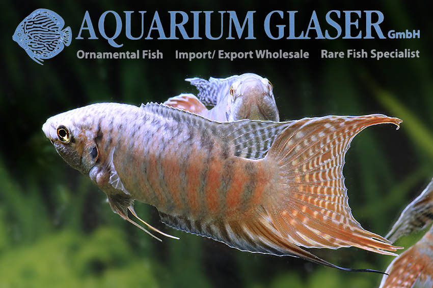 aquariumglaser's tweet photo. #macropodus #opercularis #blue
find more details and pics @ https://t.co/kgExUnuDLM https://t.co/KFm6c2Jc7d
