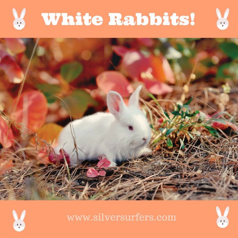 White Rabbits to all our Silversurfers who say this on the first day of each and every month! 🐰🐰🐰
