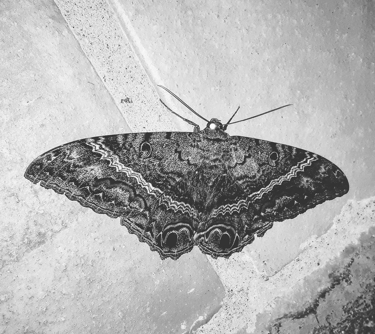Butterfly
.
.
#blackandwhite #monochromaticphotography #monochrome #bnw  #blackandwhitephotography #bnw_photography #bnw_planet #monoart  #bw_captures #blancoynegro  #blancoynegrofotografia #artvisual  #samsungphotos
#Butterfly
.