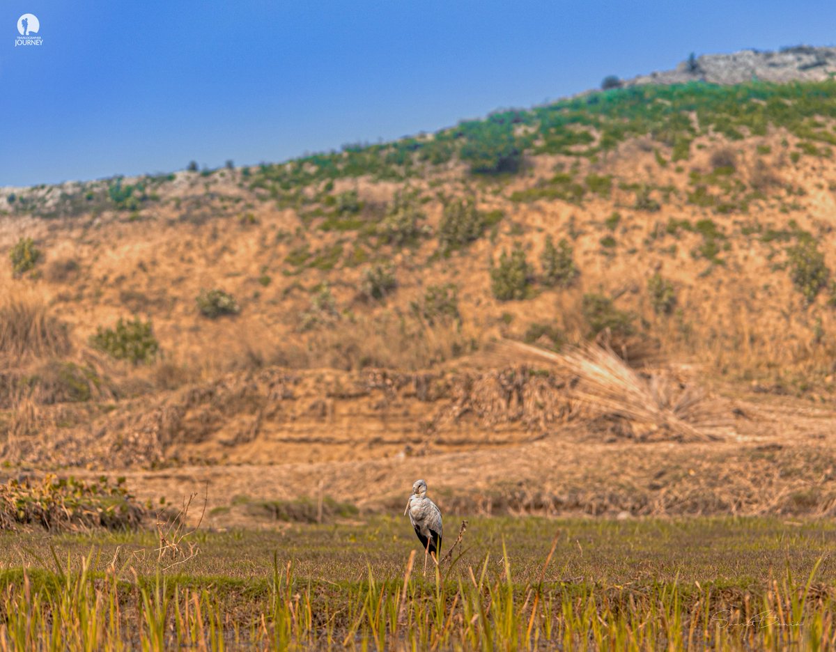Travelographer1's tweet photo. Hills have eyes
Purbasthali Stork Birdscape @Travelographer1  
@SumitBa76271122 @AbhirajSen3  @RajibBa47420250 https://t.co/rF0C7LGJ2c