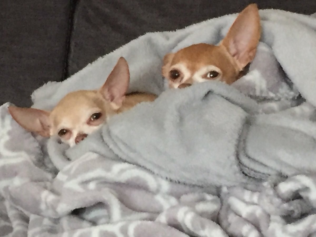 YADIandLOUIE's tweet photo. We get it...we’re not trying to be sneaky; we’re just looking out for one another. #sideeye #sharkeye #sleeping #Chihuahua #besties https://t.co/PVJhxYKacr