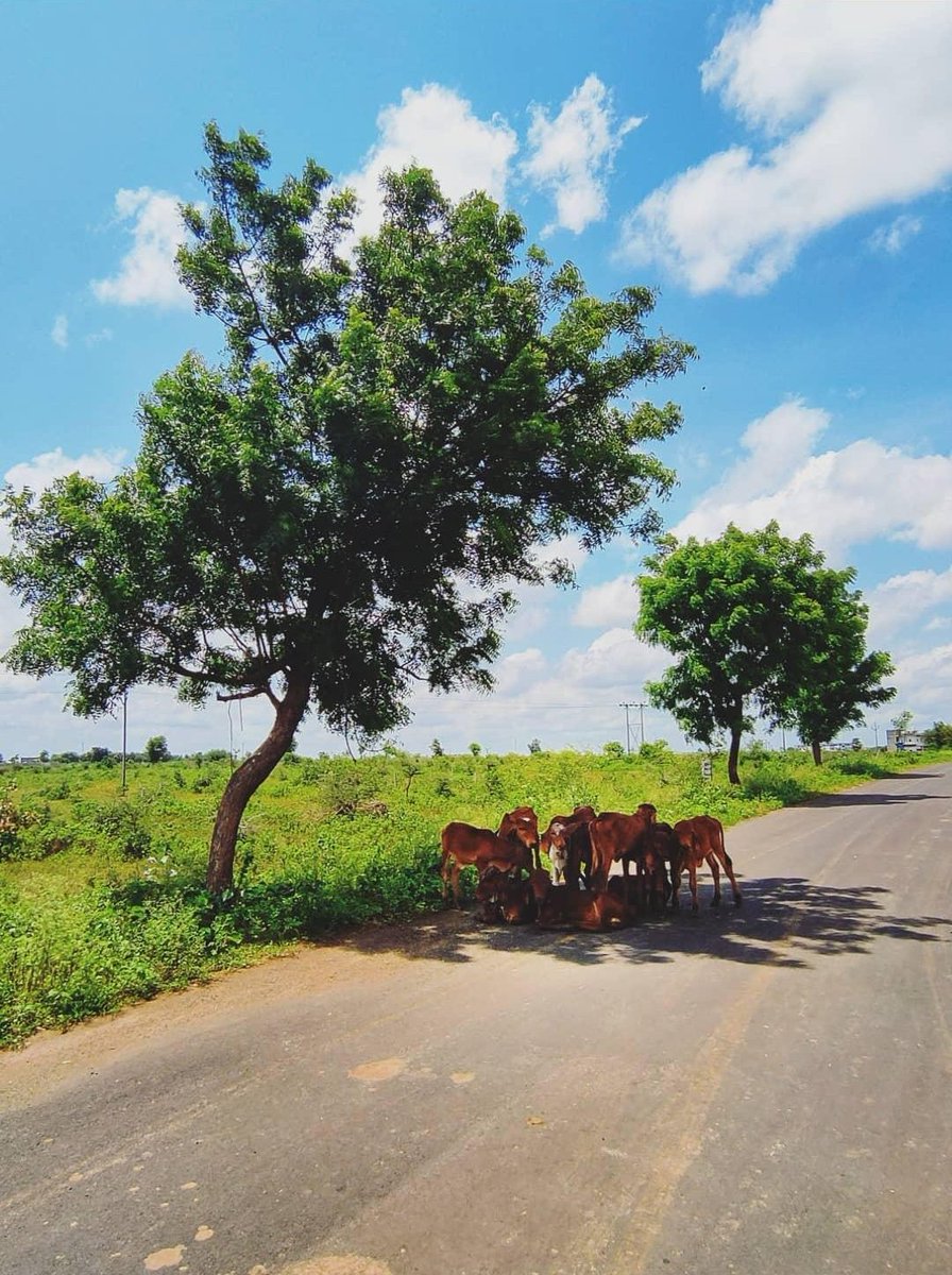 saurabhdharne's tweet image. We hope that this photo awakens the awareness of the importance of trees
#gogreen #importanceoftrees #importanceofshades #plantmoretrees #ecofriendly #stopcuttingoftrees