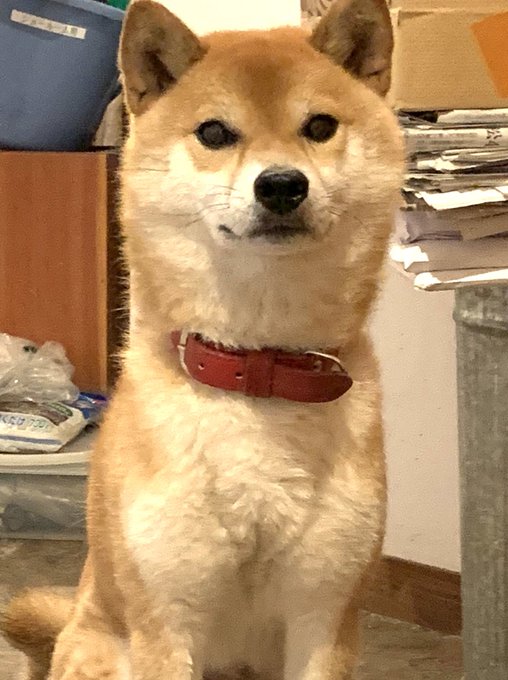 柴犬 高画質 のtwitterイラスト検索結果 古い順 柴犬 高画質 のtwitterイラスト検索結果 古い順