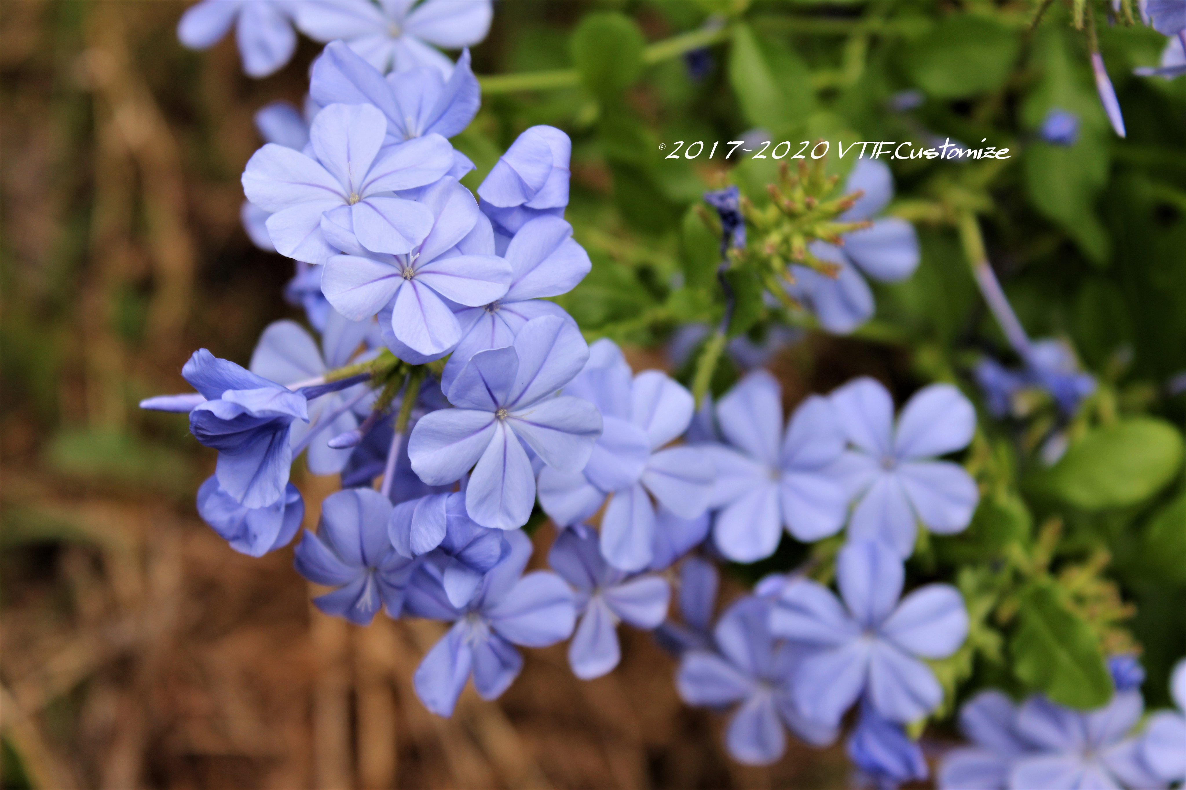 Vtifカスタマイズ 今年はtlで瑠璃茉莉 ルリマツリ 別名 プルンバゴ プルンバーゴ の白花を見かけ ウットリしてました 青も綺麗ですが白もいつか実際に見てみたい 9月2日 誕生花の一つ 瑠璃茉莉 花言葉 密かな情熱 いつも明るい 明るい心 同情