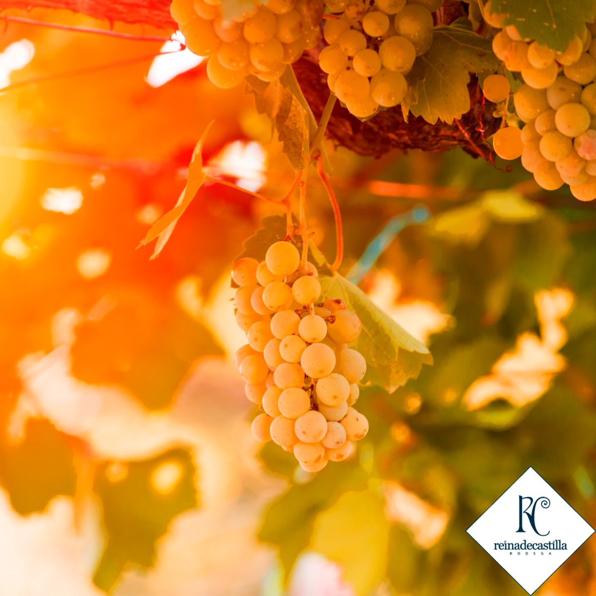 Llega septiembre y nos encanta. Es el mes de vino. El momento de recoger la uva y comenzar a elaborar los primeros vinos. 
reinadecastilla.es/tienda/

#DORueda #Holaseptiembre
#welcomeseptember #isabelinoverdejo
#reinadecastilla #bodegasreinadecastilla 
#winelover #ruedalovers