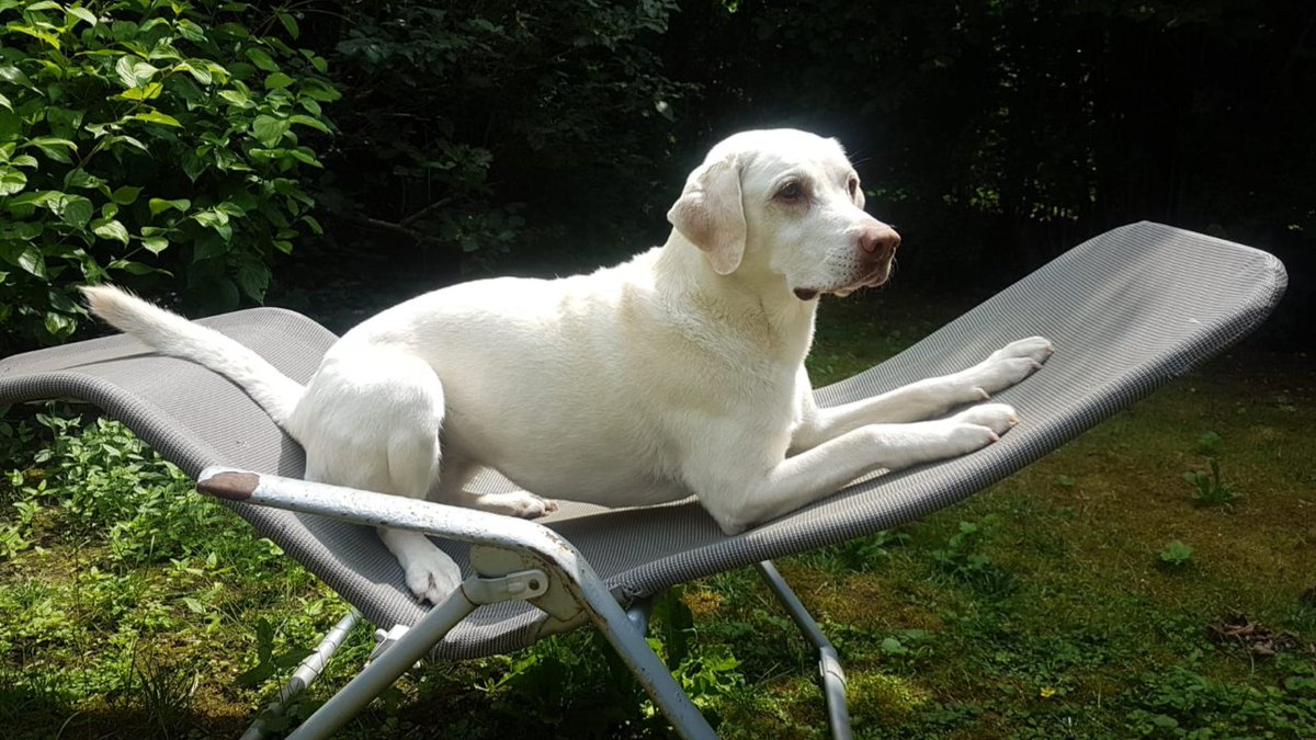 Struggling while #WorkingfromHome? This <a href="/TIME/">TIME</a> article presents 10 ergonomic tips you can follow to "work" toward a healthy #HomeOffice. When Bean works from home, she keeps a healthy posture &amp; takes frequent snack &amp; garden breaks to stay fit: bit.ly/33nzngQ