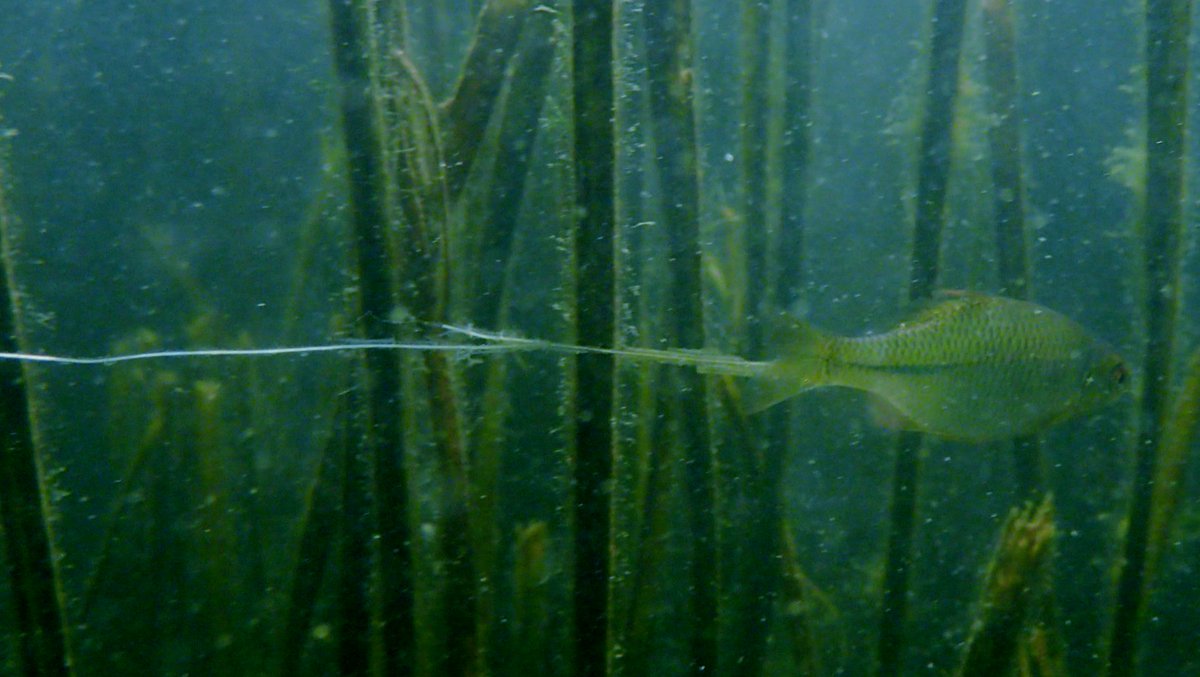 Amazing swarms of non-native Bitterlings in Burwell & Wicken Lodes. Maybe the most numerous fish. One was trailing something v long - not poop, but not sure what? Certainly mussels available for them to breed in.  #MySwim  #Chalkstreams  #Fens  #Cambridgeshire  @Britnatureguide 1/7