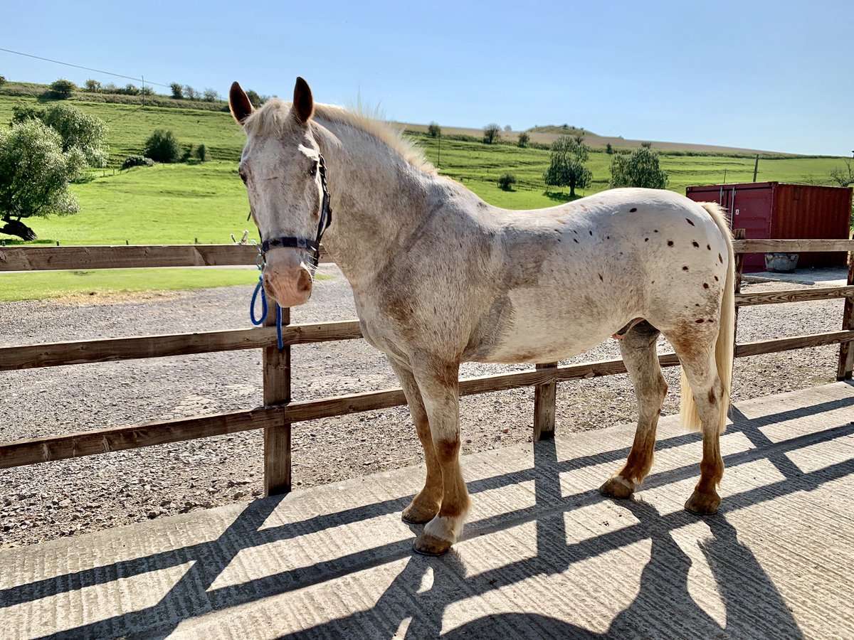My new friend 👋 🐴