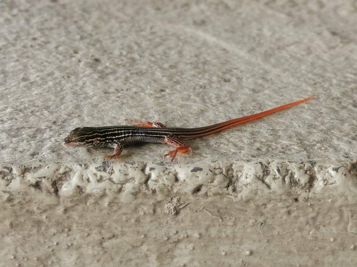 Deisihaustria's tweet photo. @Herpeto_cosas vi a esta pequeña en Actopan, Hidalgo. https://t.co/TaJ5fA2fEu