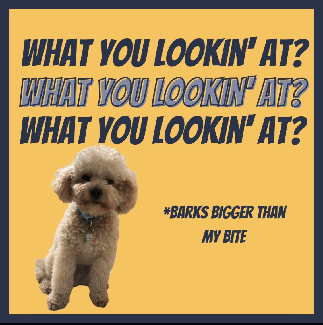 #supportsmallbusiness #dogsinclothes #dogclothes #smallbusinesshour #cavapoosoftwitter #dogsofliverpool #dogaccessories #dogtreats