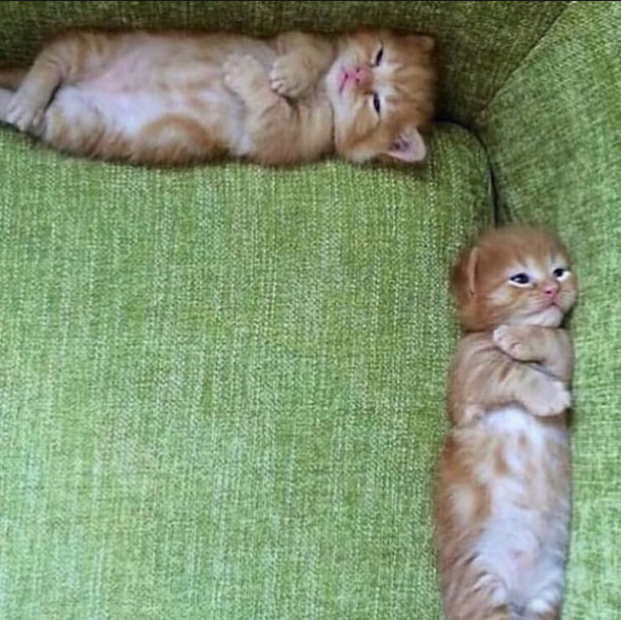Кот в углу