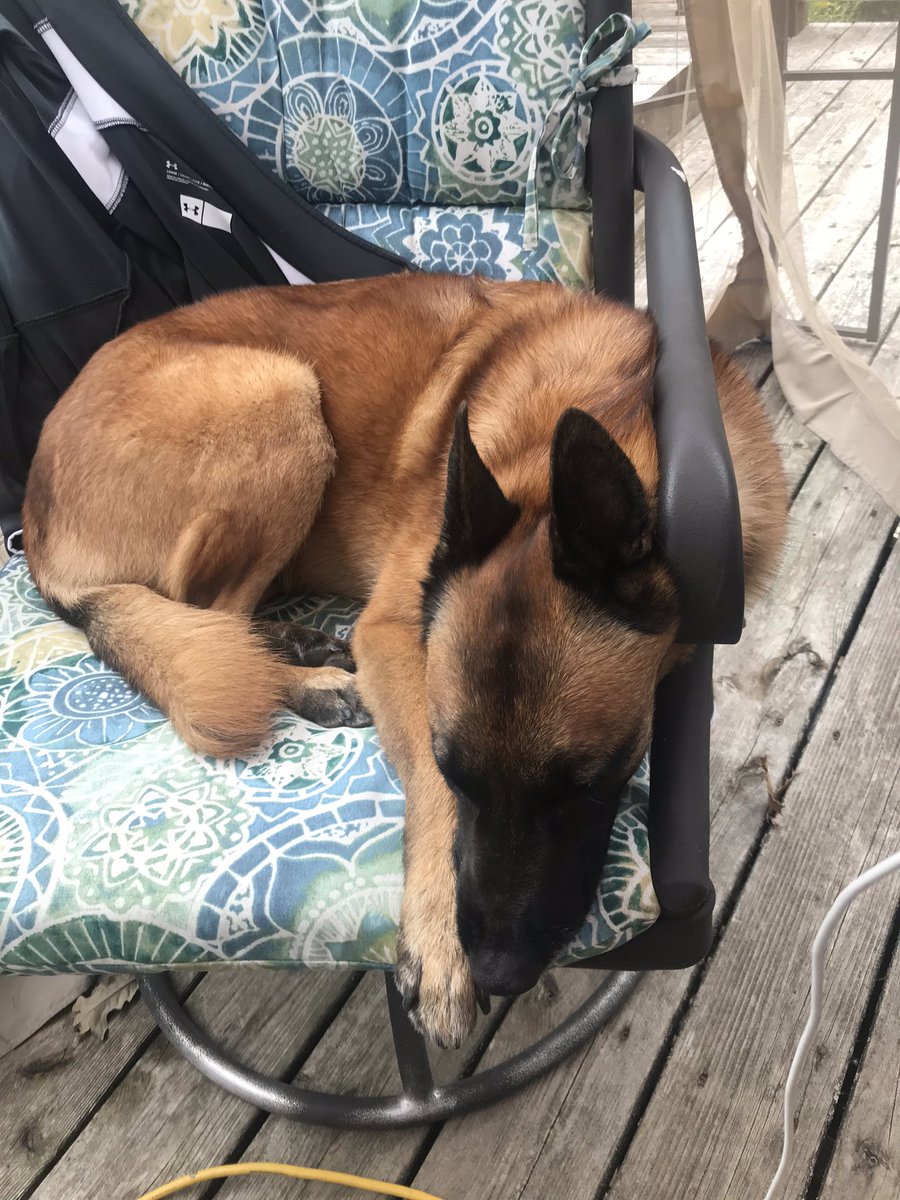 Even though our Dottke kids are all attending virtually, we’re still on the job, always near the computer, in case anyone needs a therapy dog.