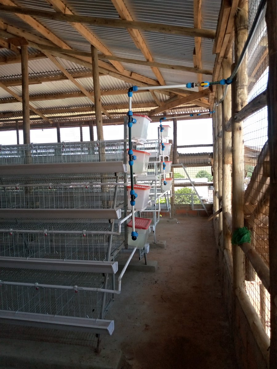 poultrycagesug's tweet photo. For Quality poultry cages please call us on +256786954682 or whatsapp us on +256758422007...
WE'RE THE KINGS OF CAGES 👑 https://t.co/oNnd7eiOcX