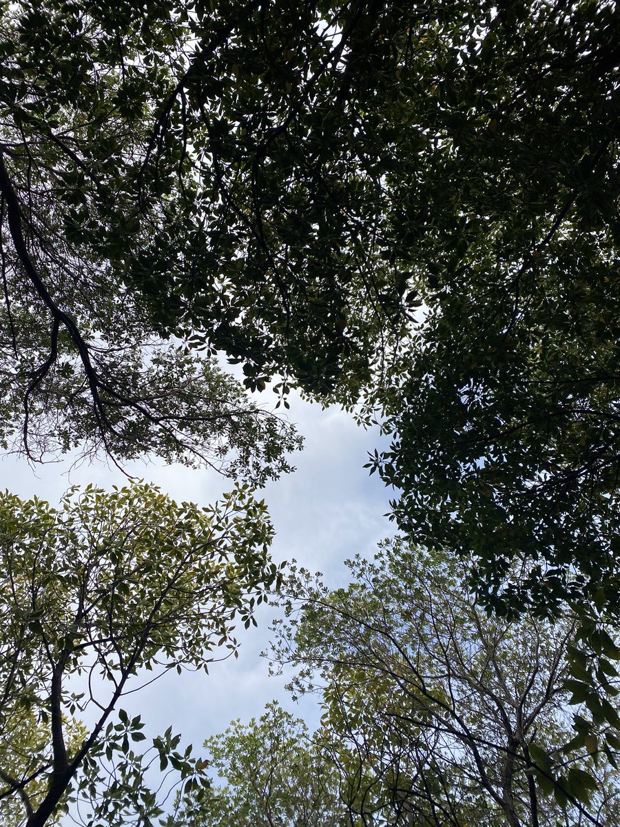 We had a quick visit to Kf mangrove today to check on Kandoo plants. Almost all of the root collar/base of the tree is decaying. 😩 The leaves were mostly in faded green and yellow too.
Ps: Leeches have also been observed (not today)  #mangrovesmatter #savekulhudhuffushikulhi