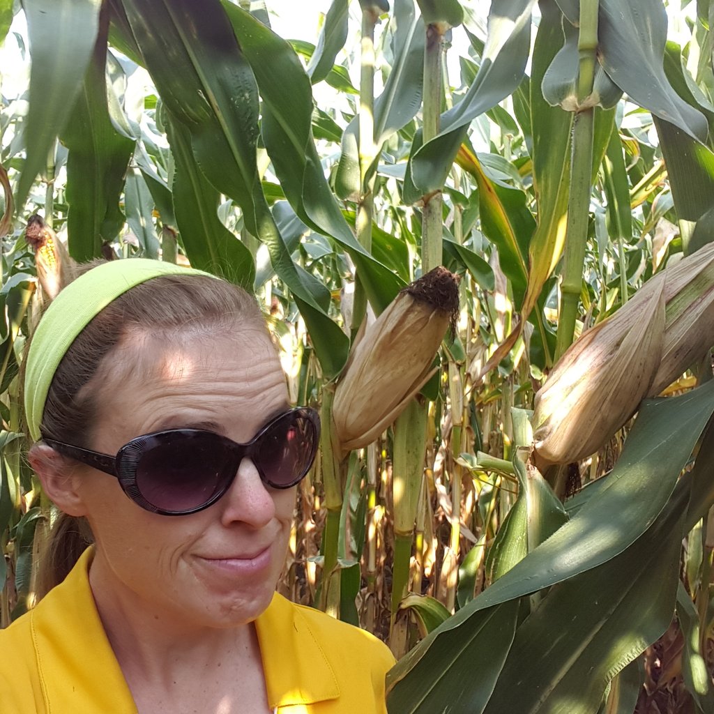 #oldwivestale the height of the ear of #corn is the depth of the #snow. Hummm... that's almost 6 feet. Can #grow20 predict #winter ? #TuesdayWisdom #agronomistlife