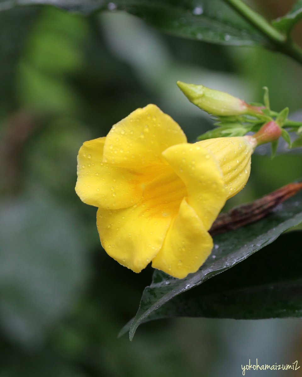 ヒメアリアケカズラ