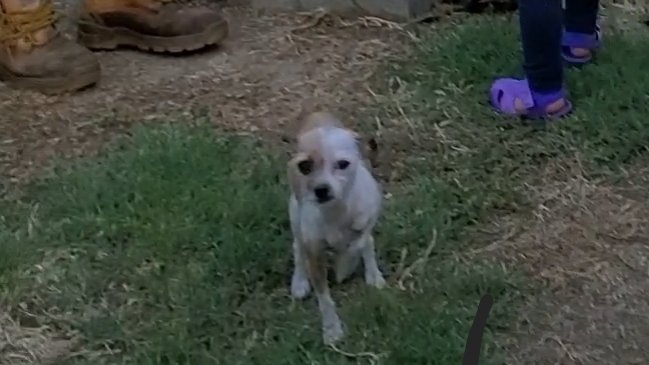 Lost Dog alert in Simi Valley, CA. Lost White/Golden Chihuahua on 9/7. She is small and has a spot color on one of her eyes. Any info call 702-752-9501 or go 2 lostmydoggie.com/details.cfm?pe…