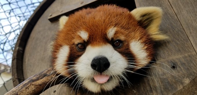 Memphis Zoo mourns loss of Xing the red panda