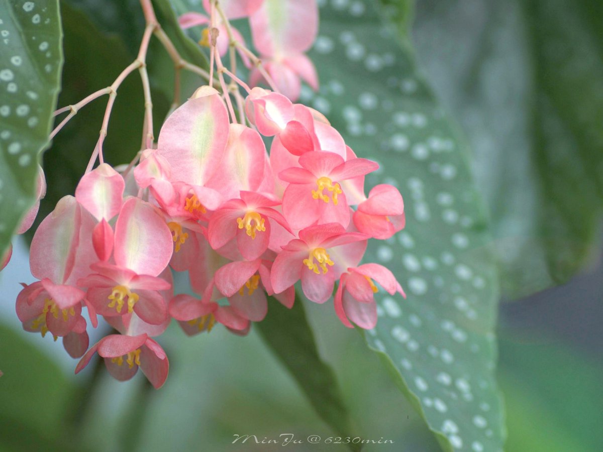 水曜日、おはようございます。

IG 更新しました。
【 #キダチベゴニア / #AngelWingBegonia 】

#花 #flower
#キリトリセカイ
#ファインダー越しの私の世界 
#TLを花でいっぱいにしよう