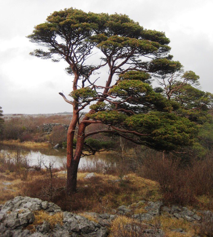 Ash was for furniture & oars as it had some give. Nowadays it’s the chosen wood for hurleys. It was also used for fodder & building. Pine was for resin & the central pole of a house to support a roof. It was believed extinct but a small population has been rediscovered (Pine)