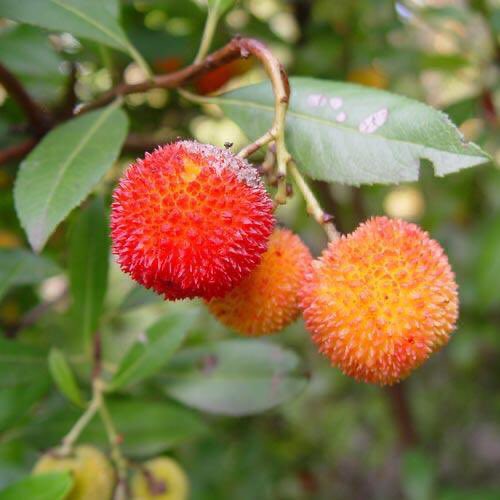 Arbutus or Strawberry Tree is a Hiberno-Lusitanian plant & grows native in Ireland, Brittany & Lusitania. It is now restricted to mostly SW Ireland but is believed to have once been more common in the South & West. It can be used as a cordial. (Arbutus)