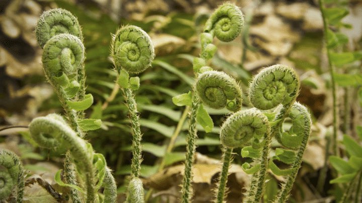 Bushes were Bracken, Bog-Myrtle, Gorse, Blackberry, Broom & possibly Wild Rose. Bracken was once an economically important fern & used to wrap fish & the fiddle heads could be eaten. Research shows it to be carcinogenic, so don’t eat it! (Bracken fiddleheads)