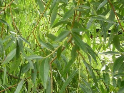 Fines for damages to these trees & plants were decided based on their hierarchy. Cutting down someone else’s willow would cost you a milch-cow, for instance. Stripping bark was illegal too (reparation world was described). (Willow)