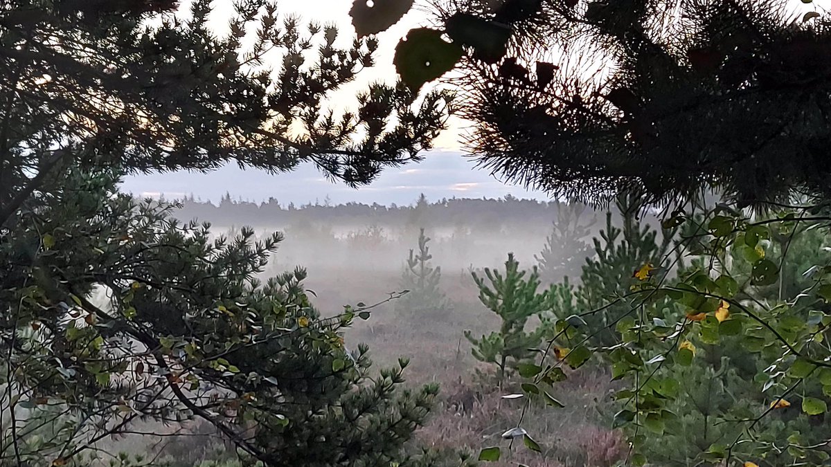 Katie Holten | Language of Trees🌳 | CRISIS 🇵🇸 tweet media