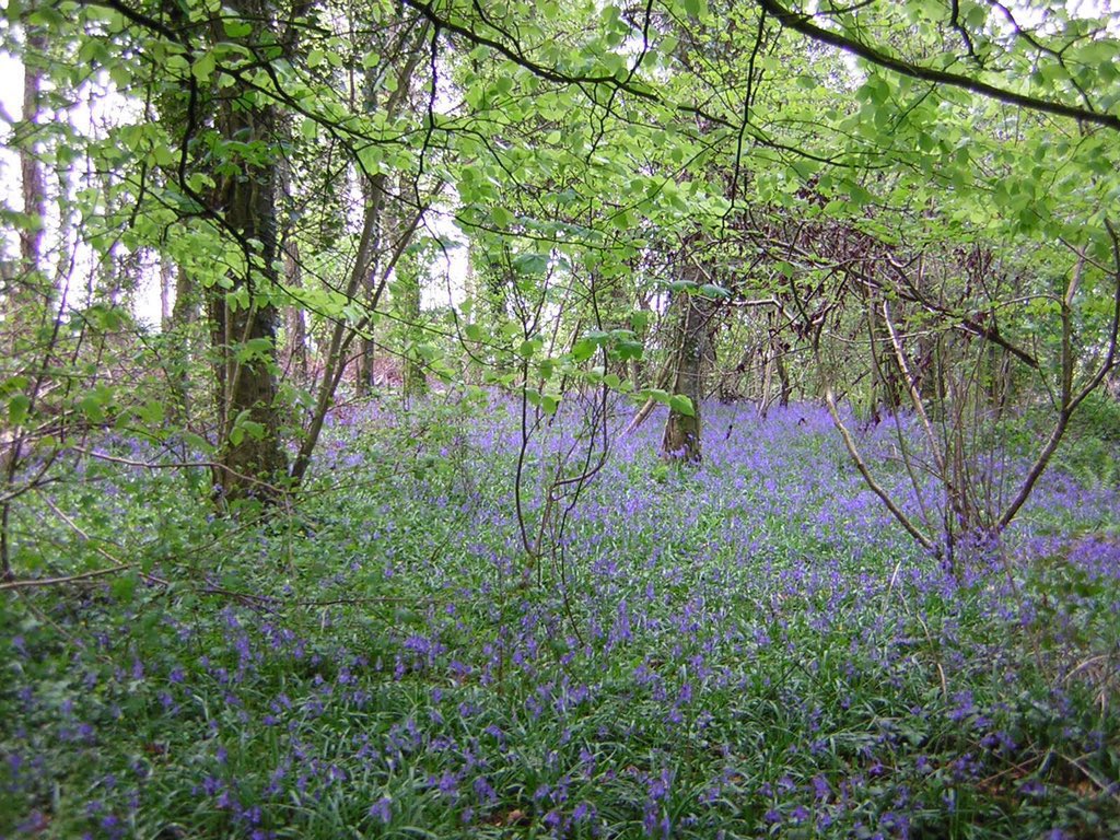 We know from early medieval accounts that great woods were rare. One writer listed The Great Wood of Cooley, The Wood of Déicsiu (near Lough Neagh) & the Wood of Moithre (Connacht). They have long since vanished.