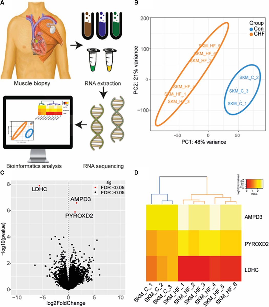 Humans with heart failure are characterized by a unique transcriptome signature in skeletal muscle @ScienceLeeds ow.ly/GUBj50BrxAe #AHAJournals