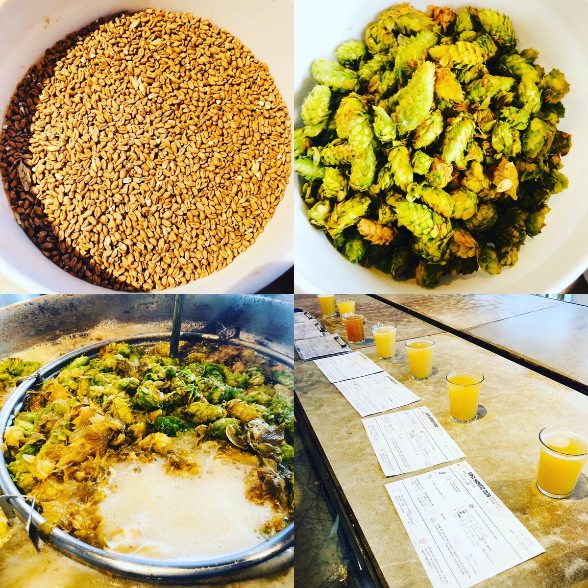 BrewWolf's tweet photo. Brewing harvest beers with #freshhops from the #gipsyhoppers @brewunique #chinook #brewersgold #centennial #tradition #cascade #houblon #hopharvest #hopharvest2020 #brewunique #brewwolf #craftbeer #homebrew #beerporn #brewporn #instabeer #biereartisanale #biere #bierederecolte https://t.co/R8rG15RLu2