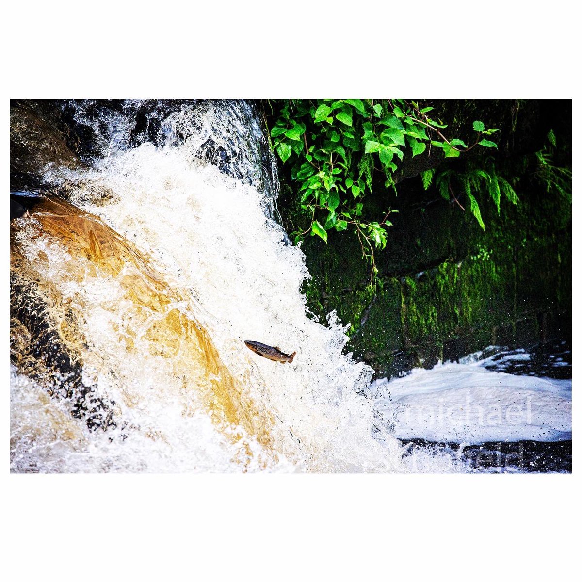 scofie65's tweet photo. #trout #leaping on the #rivercarron at #larbert earlier #fish #leapingfish #river #scotland #scottishrivers #scottishfishing #igscotland #ig_scotland #instasports #canonphotography #canon100400ii
https://t.co/TRe9qvhKVJ https://t.co/aDv9XxFePQ