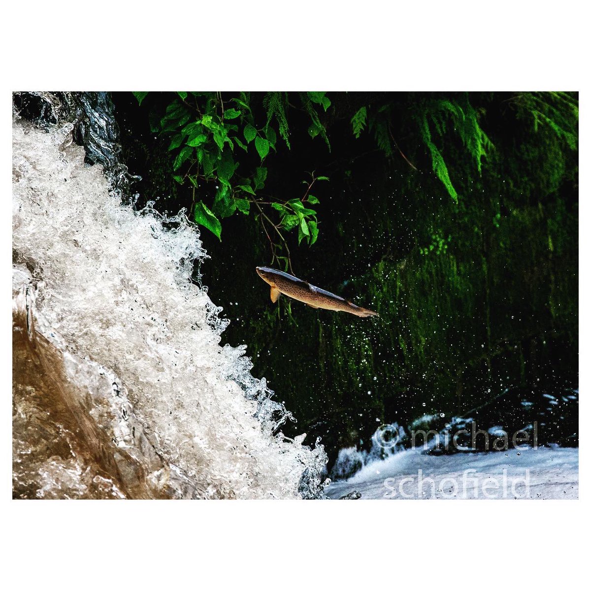 scofie65's tweet photo. #trout #leaping on the #rivercarron at #larbert earlier #fish #leapingfish #river #scotland #scottishrivers #scottishfishing #igscotland #ig_scotland #instasports #canonphotography #canon100400ii
https://t.co/TRe9qvhKVJ https://t.co/aDv9XxFePQ