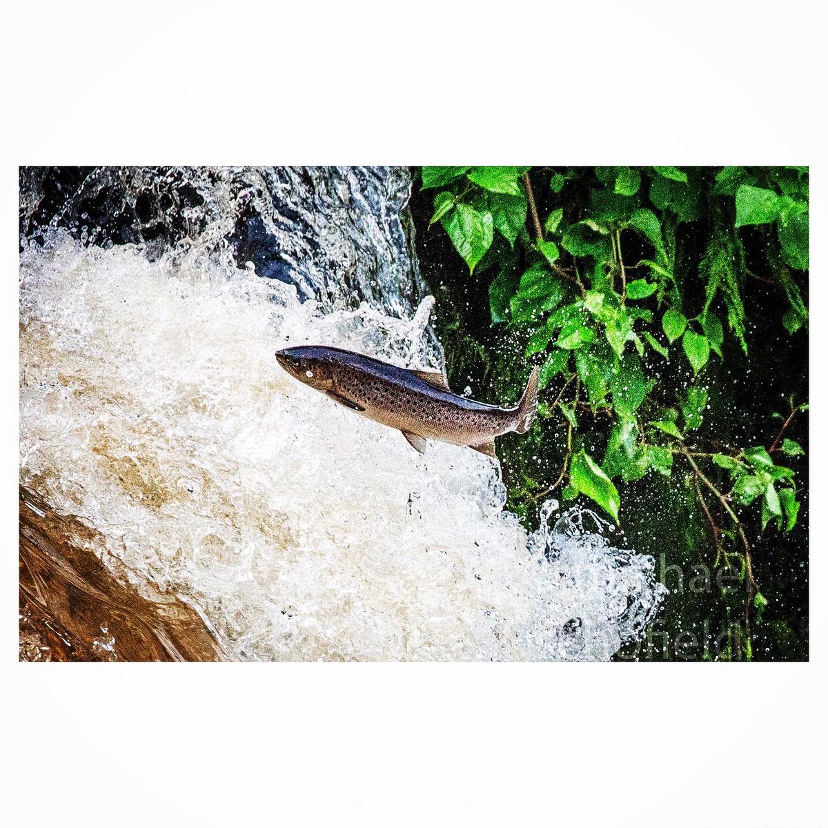 scofie65's tweet photo. #trout #leaping on the #rivercarron at #larbert earlier #fish #leapingfish #river #scotland #scottishrivers #scottishfishing #igscotland #ig_scotland #instasports #canonphotography #canon100400ii
https://t.co/TRe9qvhKVJ https://t.co/aDv9XxFePQ
