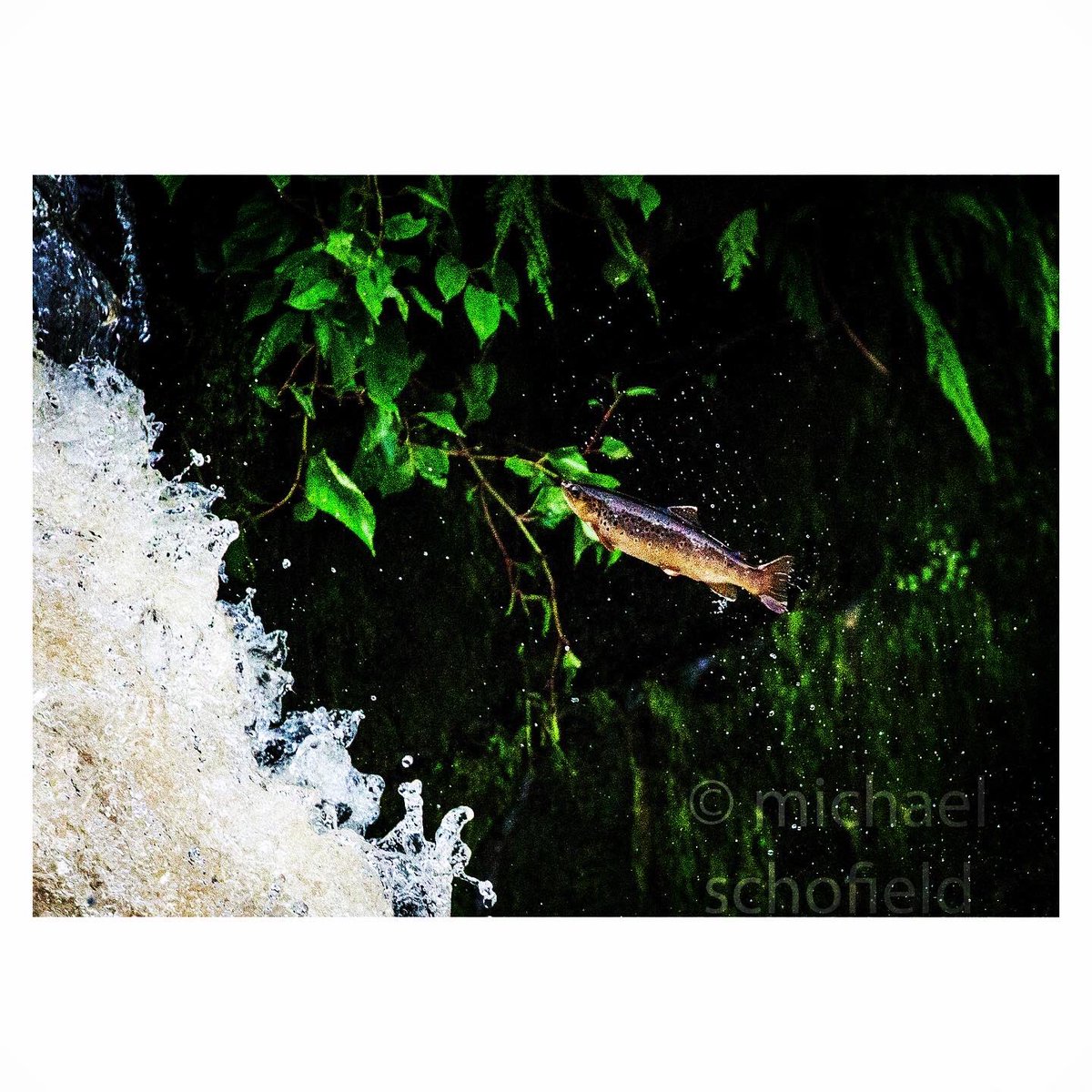 scofie65's tweet photo. #trout #leaping on the #rivercarron at #larbert earlier #fish #leapingfish #river #scotland #scottishrivers #scottishfishing #igscotland #ig_scotland #instasports #canonphotography #canon100400ii
https://t.co/TRe9qvhKVJ https://t.co/aDv9XxFePQ