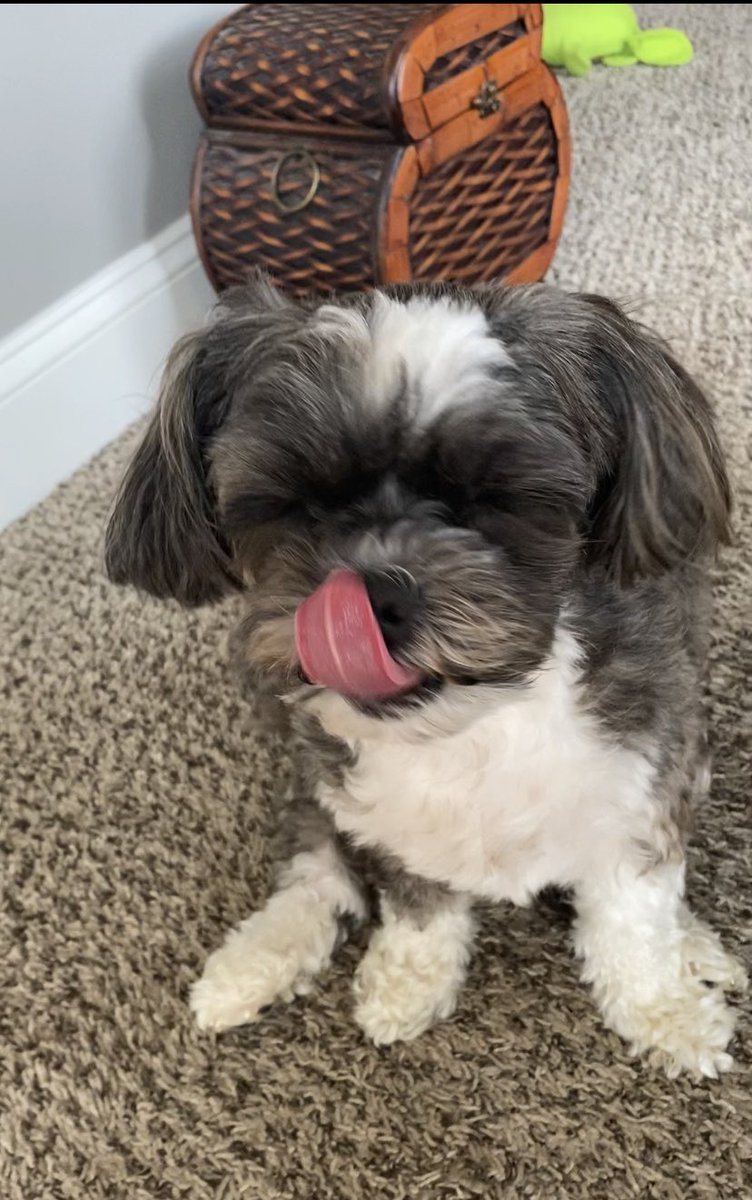 BeanPaisley's tweet photo. Happy Tongue Out Tuesday! I was eating watermelon in this picture! Sometimes it’s so good that I just have to close my eyes! Yummy! Get in my belly, watermelon!!
 🐶❤️🍉
#dogsoftwitter 
#TongueOutTuesday 
#watermelonrules
#zuchonthoughts https://t.co/KglVhHBZor
