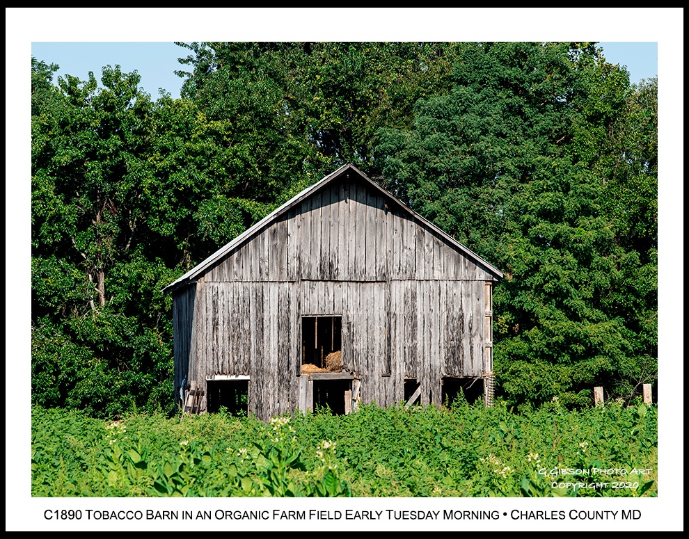 CuratorOfTheBay's tweet photo. Historical Maryland Barns

A two story c.1890 #Tobacco #barn with open #window and #door frames set along the back of an #organic #farm #field as depicted on this mid-September Tuesday #morning in #Charles County #Maryland,

Glenn https://t.co/C7cnof5I6d
