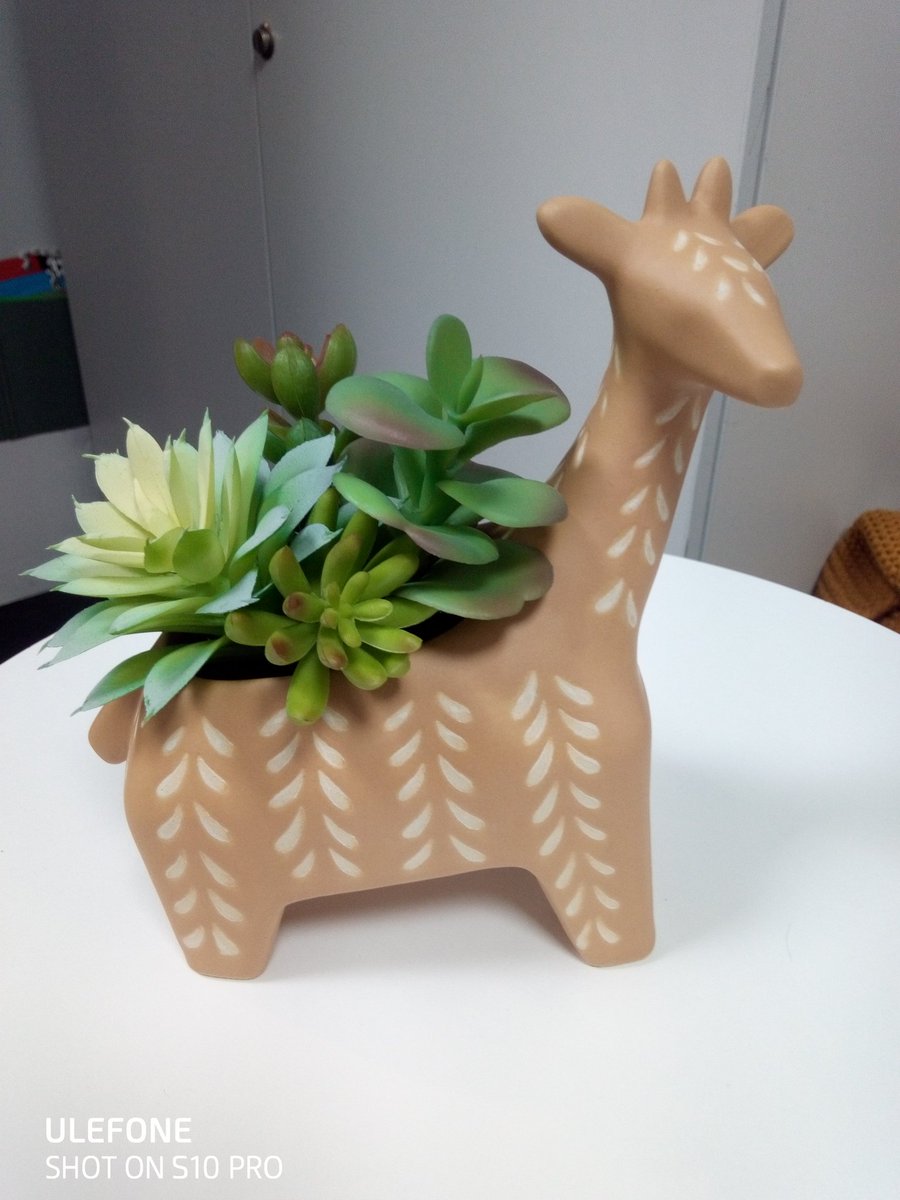 KBAMrsMitchell's tweet photo. This is what happens when you work with fabulous people!! They buy you a giraffe - we have named him Gino 🦒🦒🦒😁 thank you @MrsProwseKBA xxx https://t.co/KRgakfuxQh