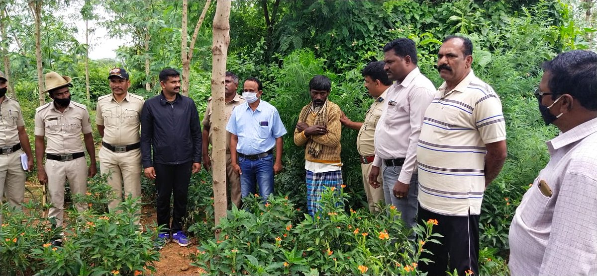 spcbpura's tweet photo. Illegally grown Ganja plants that weigh 19.8 kg worth Rs. 3 lakh seized in Pathapalya limits of Chikkaballapur. One accused has been arrested. https://t.co/ArLRDLoJdp