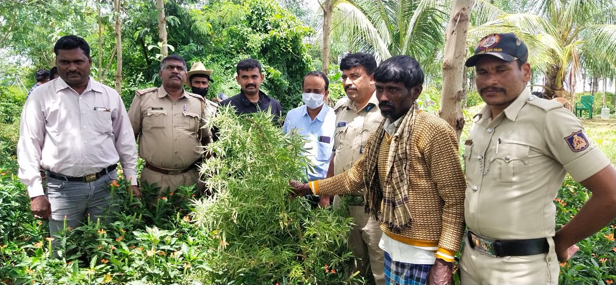 spcbpura's tweet photo. Illegally grown Ganja plants that weigh 19.8 kg worth Rs. 3 lakh seized in Pathapalya limits of Chikkaballapur. One accused has been arrested. https://t.co/ArLRDLoJdp
