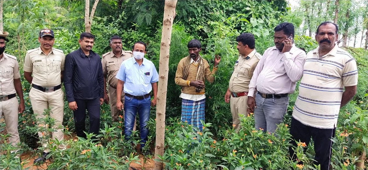spcbpura's tweet photo. Illegally grown Ganja plants that weigh 19.8 kg worth Rs. 3 lakh seized in Pathapalya limits of Chikkaballapur. One accused has been arrested. https://t.co/ArLRDLoJdp
