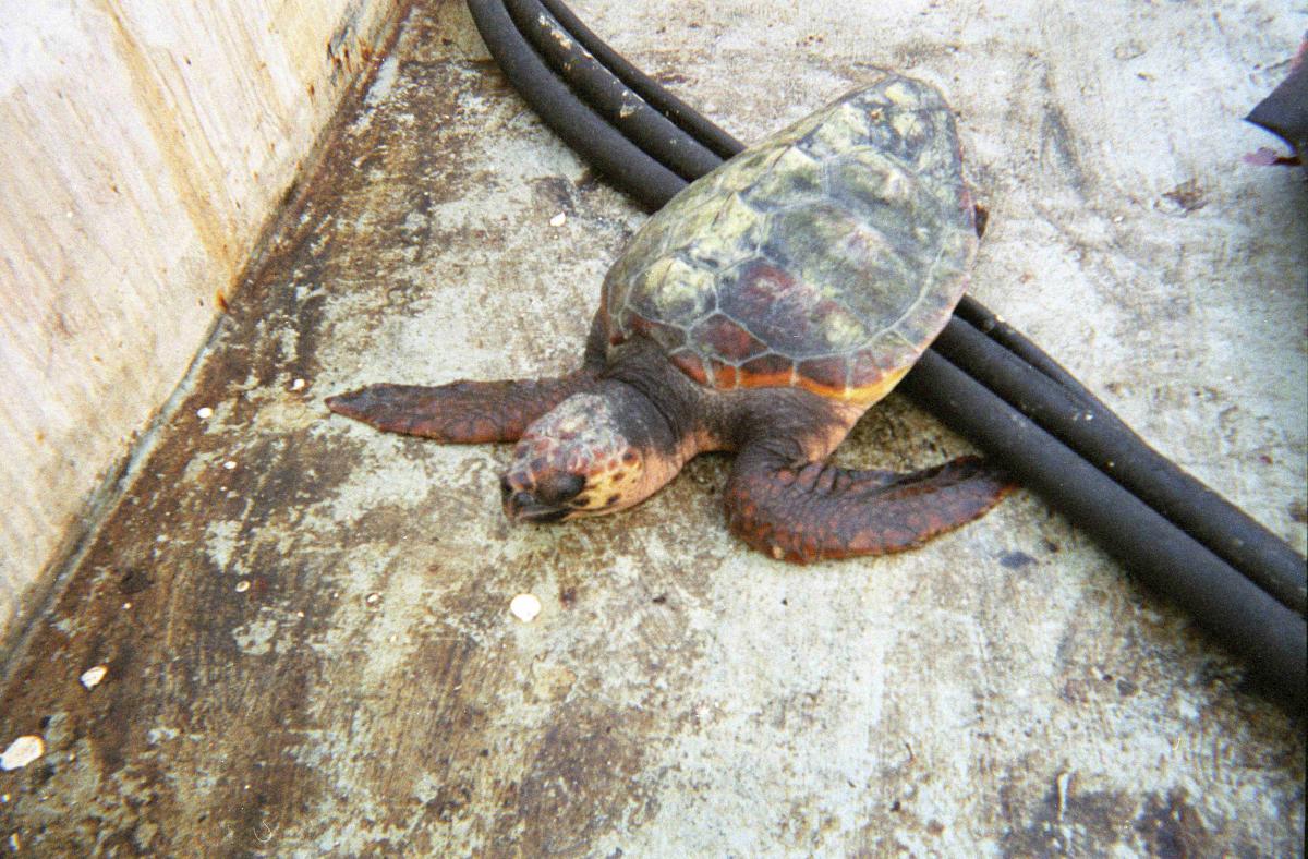 oceana's tweet photo. #BREAKING: Oceana delivers $1M to save sea turtles, whales, dolphins and other marine life from California’s deadly drift gillnet fishery. Read more: https://t.co/370cC4rBJn #StopTheNets 📸: NOAA https://t.co/IjdV7K4mxI