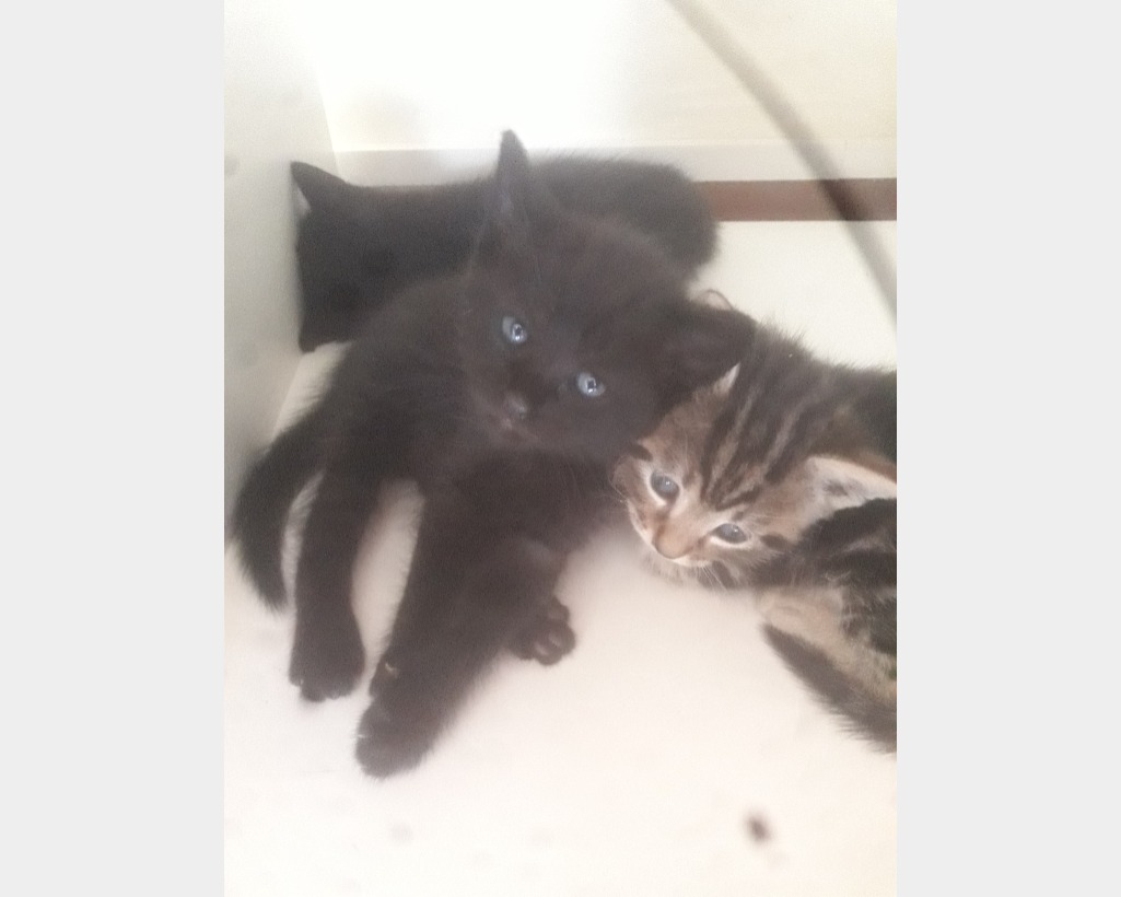Annunci Animali Lucca Gattini Regalo Regalo Gattini Gatti Lucca Vai All Annuncio T Co Iykehng58s