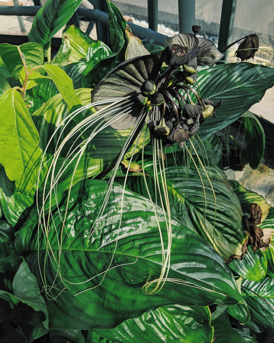 sougwen's tweet photo. Finding the most inspiration in Switzerland. The #taccachantrieri, also called the #DevilsFlower, are native to the jungles of the Yunnan. They have a mutualistic relationship w funghi & double as a poison for your enemies in a pinch.
#florarearingagriculturalnetwork https://t.co/pxJJQyPvjc